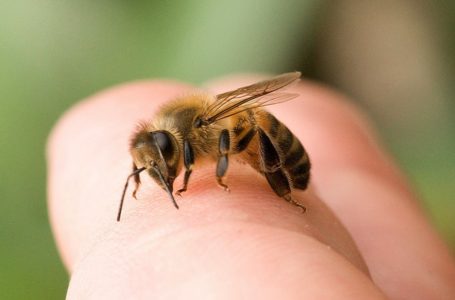 Від укусу бджоли на Тернопільщині померла дитина