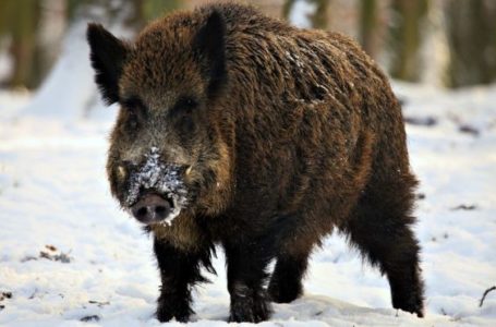 Африканську чуму свиней виявили у кабанів на Зборівщині