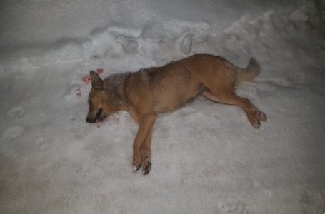 У Тернополі невідомий розстріляв собаку (Фото)