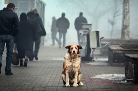 У Збаражі пропонують півтори тисячі гривень кожному, хто прийме безпритульного собаку