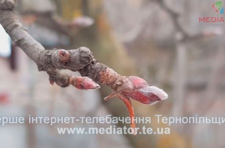 У Тернопіль лелеки на крилах принесуть до 9 градусів морозу (Відео)