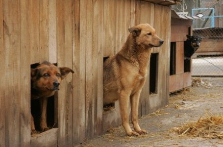 Тернопільські зоозахисники збирають гроші на притулок для тварин