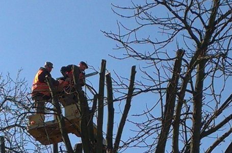 Тернополяни проголосували проти “омолоджувальної” обрізки дерев