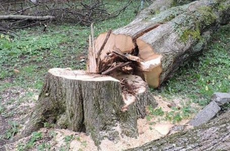 На Тернопільщині  вкрали 132 дерева, вартістю півмільйона