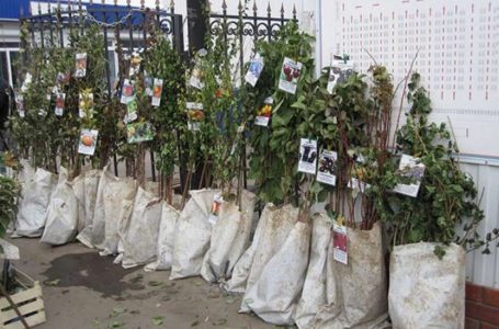 На Чортківщині з приватного саду вкрали 200 саджанців