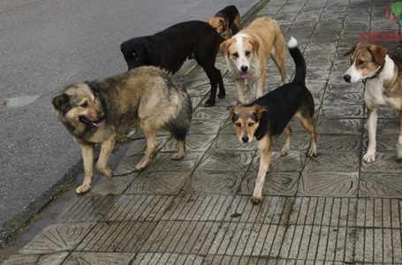 Безпритульні собаки покусали 90-річну тернополянку (Фото)