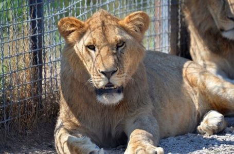 У міні-зоопарку на Тернопільщині лев поранив дитину
