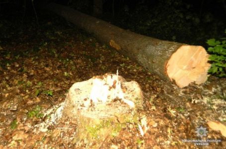 На Тернопільщині “чорні” лісоруби переправляли закордон дороговартісну деревину