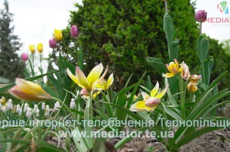 Вкінці травня на Тернопільщині передбачають приємне весняне тепло