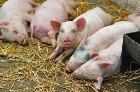 На Тернопільщині фахівці зафіксували африканську чуму свиней