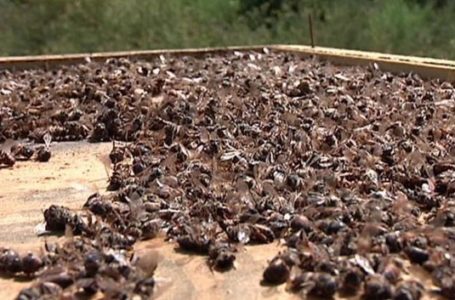 У жителів Тернопільщини масово гинуть бджоли