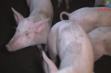 Через африканську чуму на Шумщині вб’ють свиней