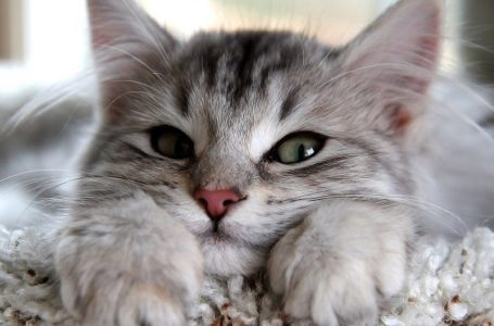 Чи знали Ви, що муркочуть лише домашні кішки?