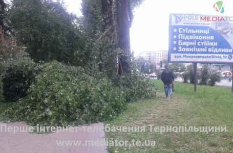 У Тернополі через вітер зламалося дерево і впало на тротуар
