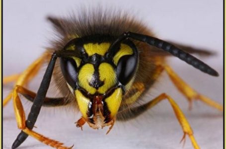 Жителів Тернопільщини атакують небезпечні комахи