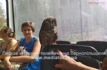 В тернопільському тролейбусі їздила сова (Фото)