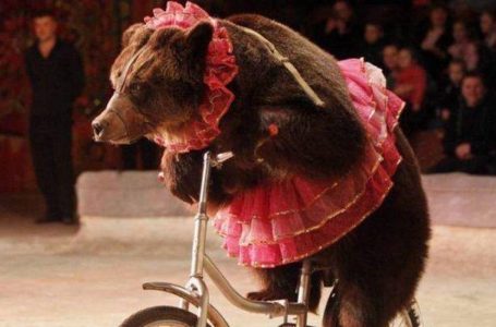 У Тернополі заборонили виступи пересувних цирків з тваринами