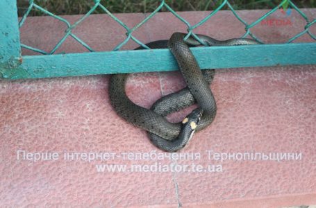 Метрова змія залізла на подвір’я до тернополянки (Фото)
