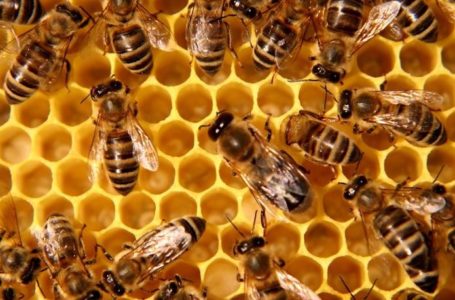 На Тернопільщині масово вимирають бджоли