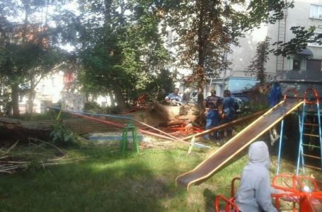 У Тернополі на дитячий майданчик впало дерево (Фото)