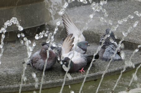 У Тернополі деякі жителі підгодовують голубів, щоб потім їх з’їсти
