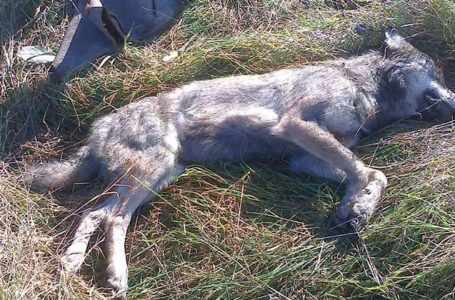 На Бережанщині вовки напали на село. Відбивались люди і собаки