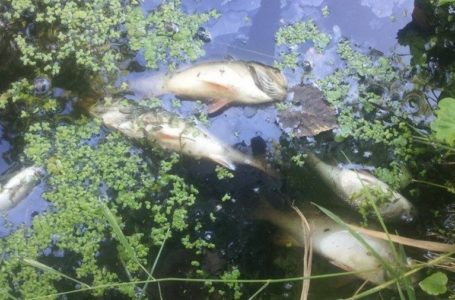 На Гусятинщині через злив нечистот у річці загинула риба