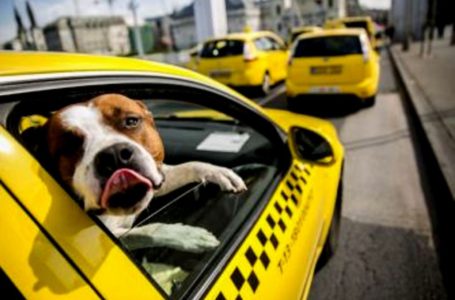 За перевезення тварини у таксі тернополянам доведеться доплатити