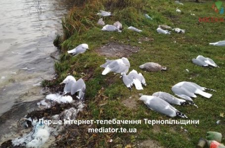 На набережній Тернопільського ставу десятки мертвих чайок (Фото)