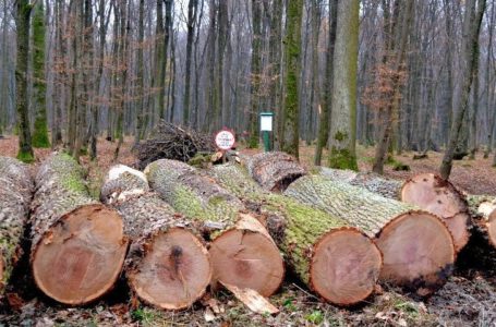 На Буччачині з лісу “зникли” 82 дерева, відповідатиме лісник