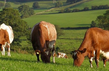 На Тернопільщині житомирянин викрав з пасовища дві корови та перепродав їх