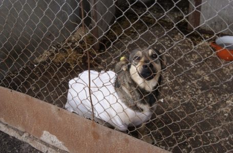 У Тернополі обирають організацію, яка опікуватиметься безпритульними тваринами