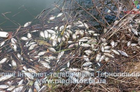 На Тернопільщині у ставі вимерла риба (Фото)
