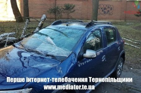 У Тернополі дерево розтрощило припаркований на стоянці автомобіль (Фото)