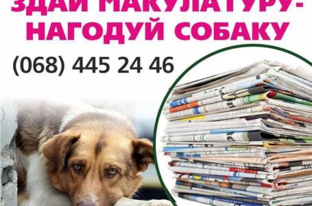 Задля порятунку безпритульних собак у Тернополі відбудеться благодійна акція