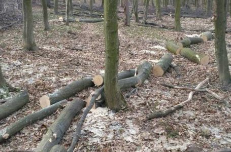 На Бережанщині затримали чоловіка, який зрубав дерев майже на 300 тисяч гривень