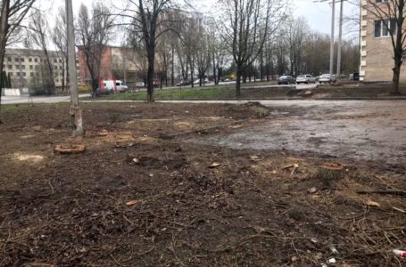 Понад півсотні дерев зрізали невідомі на Текстильній у Тернополі