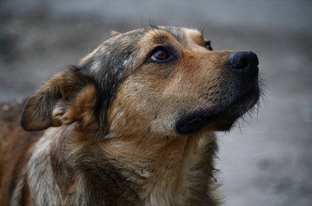 У Тернополі нарахували понад півтисячі безпритульних собак
