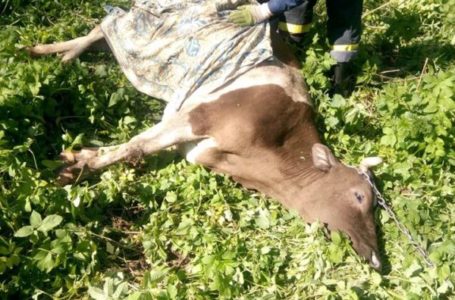 На Бучаччині корова впала у 3-метровий колодязь (Фото)