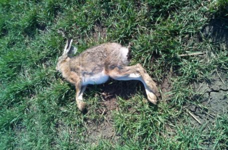 На Тернопільщині через обробку полів загинули зайці і борсуки