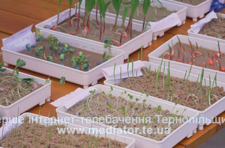 Рослинництво зсередини: на тернопільських наукових пікніках показали як ростуть злаки (Відео)
