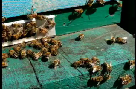 На Шумщині люди лягали під трактор, щоб фермер не травив бджіл (Відео)