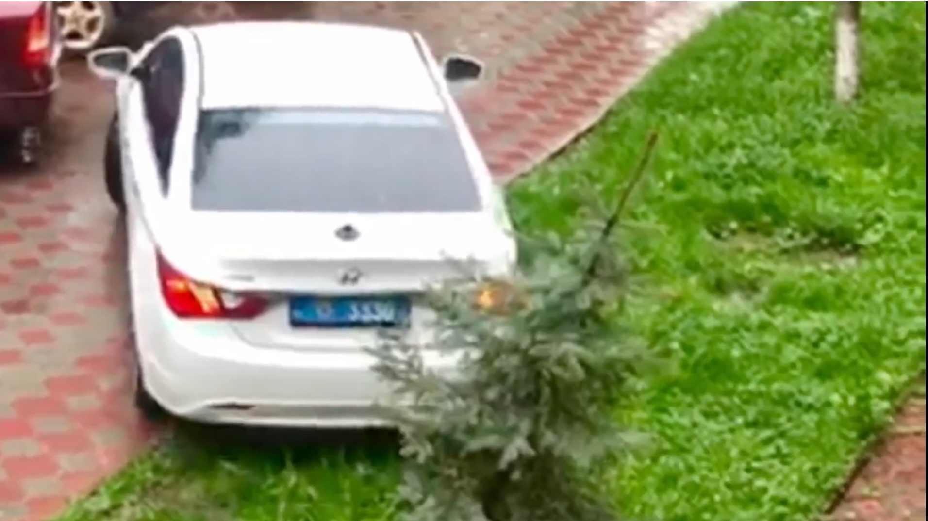 У Тернополі водій на поліцейському авто виїхав на газон і знищив деревце (Відео)