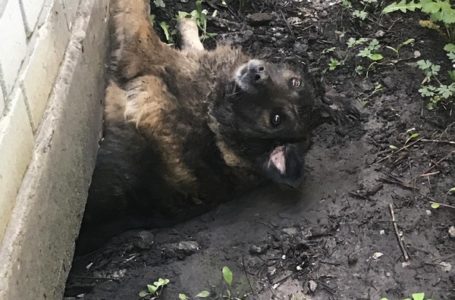 У Тернополі під стіною будівлі застрягла собака (Фото)