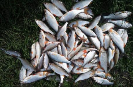 Завершився період заборони на ловлю риби у водоймах Тернополя