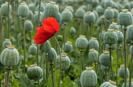 На Тернопільщині зафіксували 15 випадків незаконного вирощування наркотичних рослин