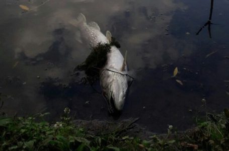 У річці Збруч на Тернопільщині масово гине риба (Фото)