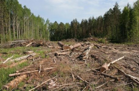 На Кременеччині чоловік зрубав дерев на 260 тисяч гривень