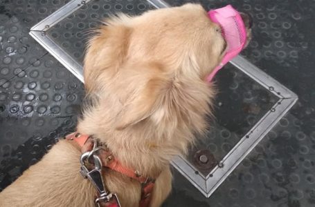 Водій тернопільської маршрутки наробив крику через проїзд із собакою