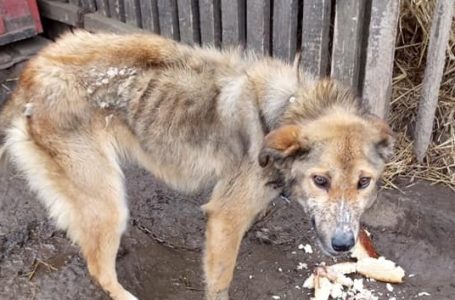На Тернопільщині поліція взялась за господарів, які морили голодом собаку